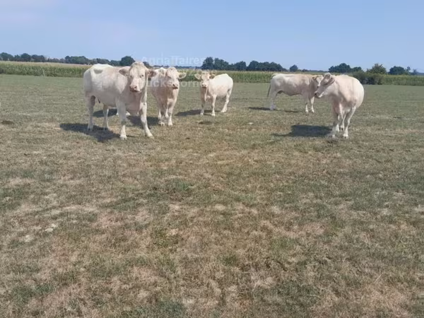 Сиыр, Charolais cattle