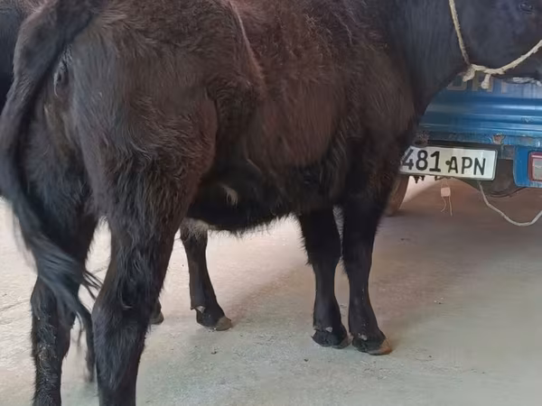 Kuh, Aberdeen-Angus — Kirgisistan
