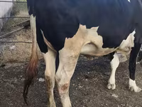 Cow, Russian Black pied cattle — photo 5
