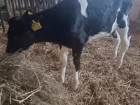 Vaca, Ganado vacuno — foto 4