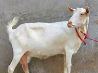 Ziege, Saanen goat — Foto 2
