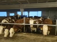 Kuh, Holstein-Rasse — Foto 5