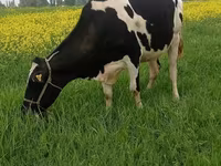 Cow, Holstein breed — photo 1