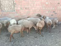 Ram, Arashan sheep — photo 3