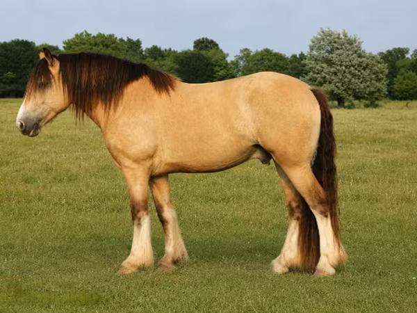 Айғыр, Gypsy horse