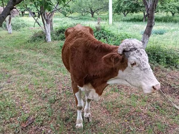 Toro, Simmental cattle — Uzbekistán