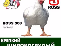 रॉस 308 — फ़ोटो 2