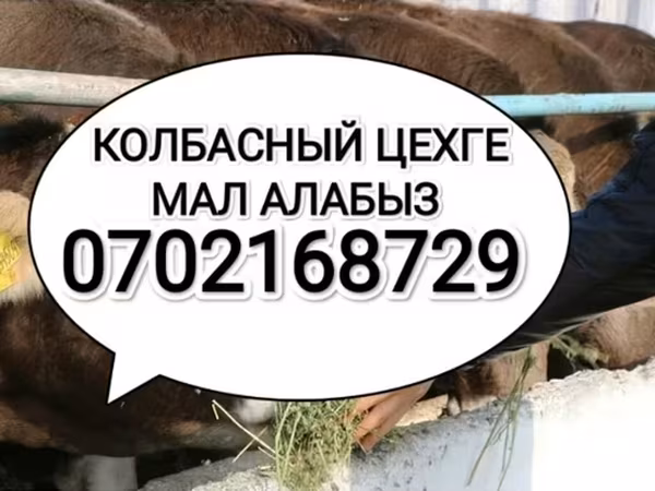 Бұқа, Ірі қара — Қырғызстан