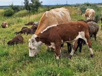 Vaca, Ganado vacuno — foto 5