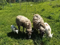 Ram, Dorper sheep — photo 6