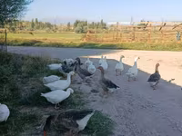 Geese — फ़ोटो 3