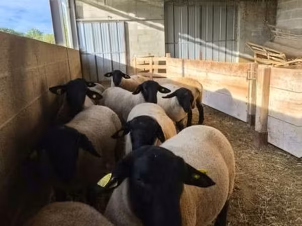 Қошқар, White Suffolk sheep