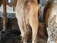 सांड, Simmental cattle — फ़ोटो 6