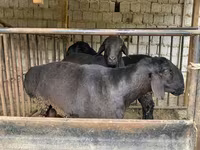 Carnero, Hissar sheep — foto 2