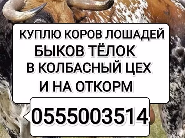 Бұқа, Ірі қара