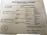 Hengst, Rocky Mountain Horse — Foto 3