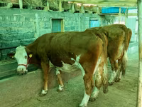 Cow, Simmental cattle — photo 2