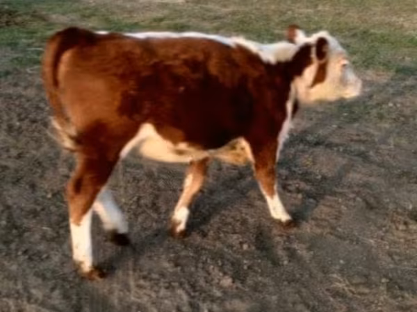 Бұқа, Swiss cattle