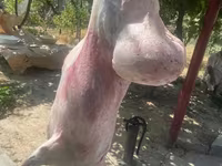 كبش, الأغنام — الصورة 5