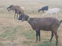 बकरी, Nubian Goat — फ़ोटो 4