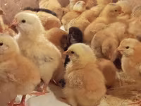Chickens — 7-сурет