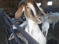 बकरी, Nubian Goat — फ़ोटो 1