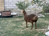 Ram, Hissar sheep — photo 4