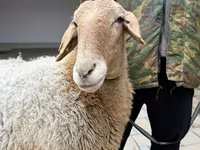 Қой, Awassi sheep — 8-сурет