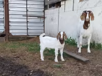 تيس, Saanen goat — الصورة 8