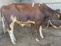 Bull, Cattle — photo 1