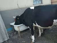 Vaca, Raza Holstein — foto 2