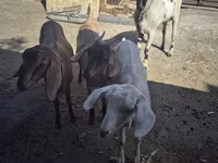 Cabra, Saanen goat — foto 3