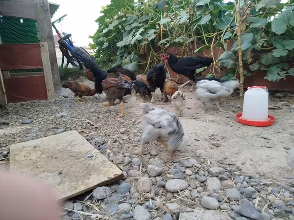 Chickens — Қырғызстан