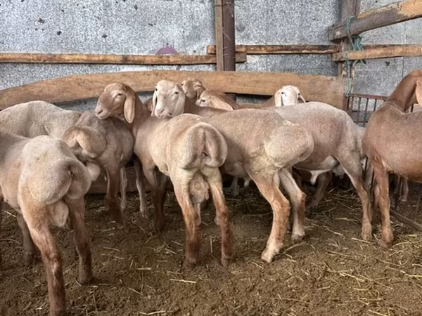 मेढ़ा, Arashan sheep — किर्गिज़स्तान