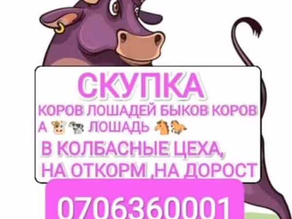 Бұқа, Ірі қара — Қырғызстан