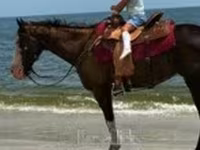 Бие, American paint horse — 7-сурет