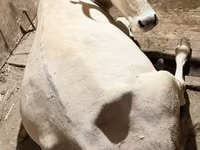 Сиыр, Ukrainian Brown Dairy Cattle — 1-сурет