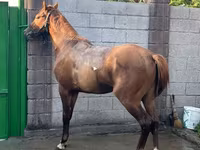 Horse (M), Horses — photo 2