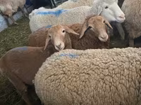 मेढ़ा, Hissar sheep — फ़ोटो 5