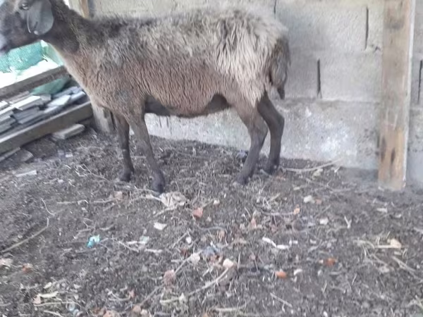 मेढ़ा, भेड़ — उज़्बेकिस्तान