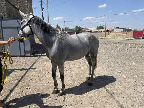 घोड़ी, Orlov Trotter