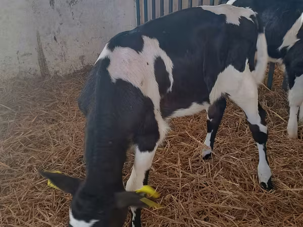 Vaca, Raza Holstein