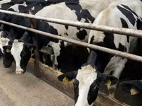 Cow, Holstein breed — photo 1