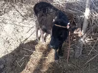 Cow, Cattle — photo 1