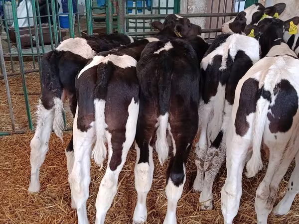 Bull, Holstein breed