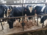Cow, Holstein breed — photo 1