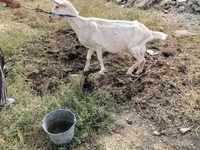 Cabra, Saanen goat — foto 2