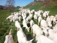 Goat, Saanen goat — photo 2
