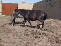 Бие, Horse breed — 3-сурет