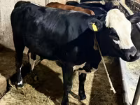 गाय, गोलस्टीन नस्ल — फ़ोटो 2